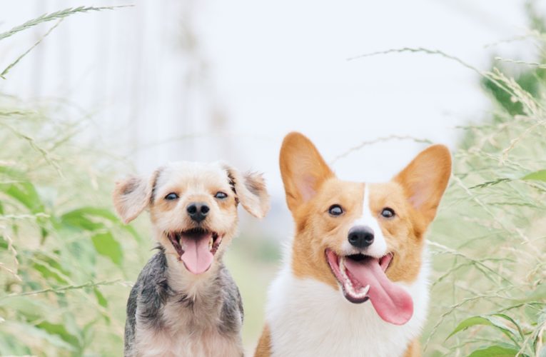 Preventing Home Dog Fights in Tyler