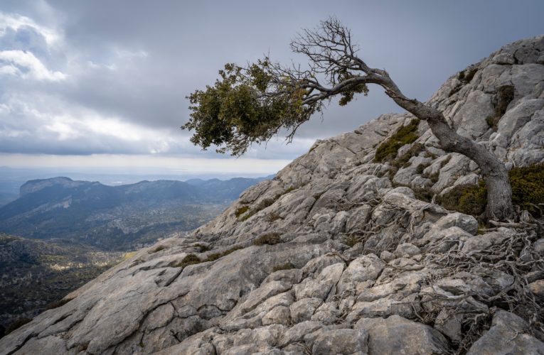 Tyler: The Importance of Resilience in Overcoming Trauma